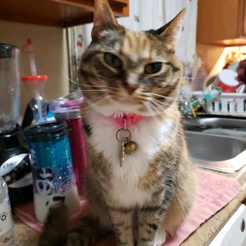 heidi