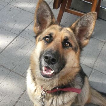 gsd_doggo
