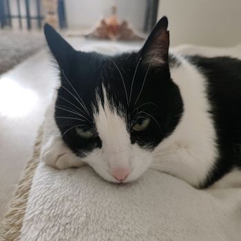 feix_thecat