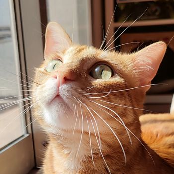 marvelthecat