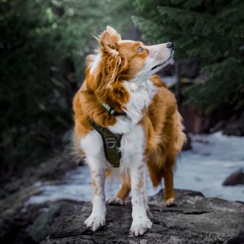 bellafawkes