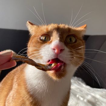 panko