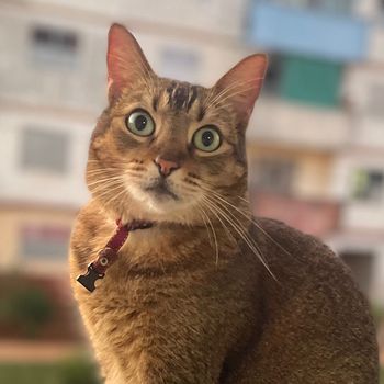 lola