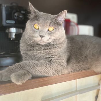 tom