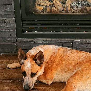 xena