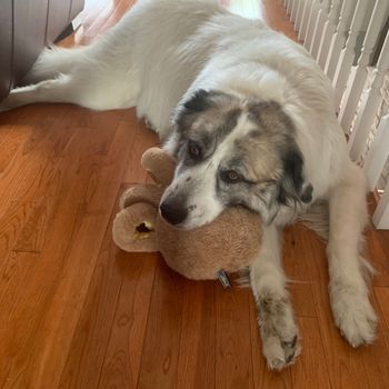 rosiethepyrenees