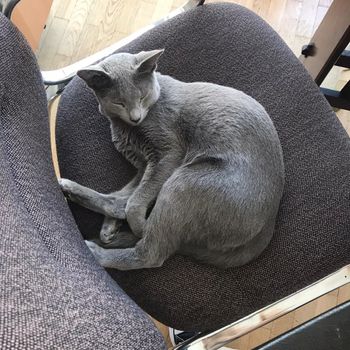 nova