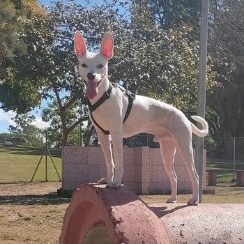 pumbialonzo