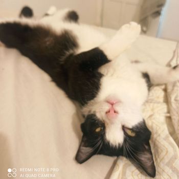 luizcat