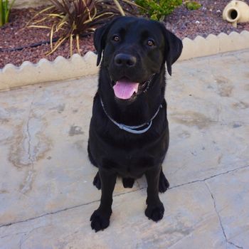 merlinblacklabdog