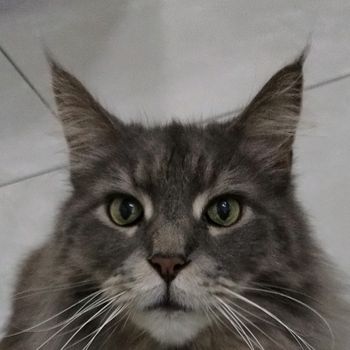 thomas