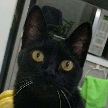 lunablackcat