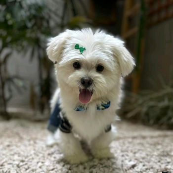 snowthedog