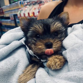 babymila