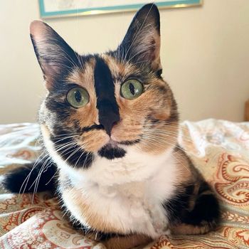 snickers_the_smiling_cat