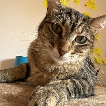 molly_cat