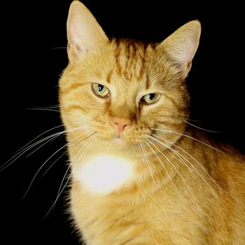 catcody