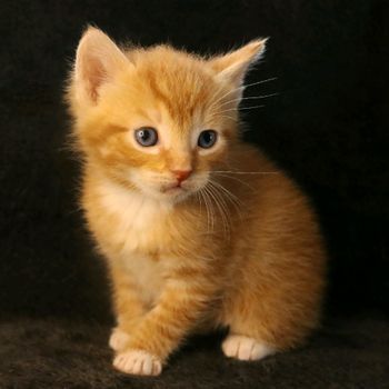 catdobby
