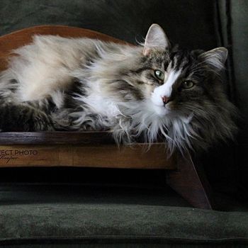 thorcat