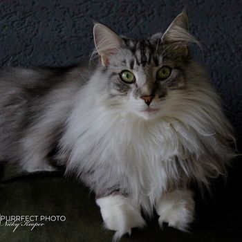 freyacat