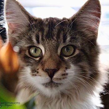 lokicat