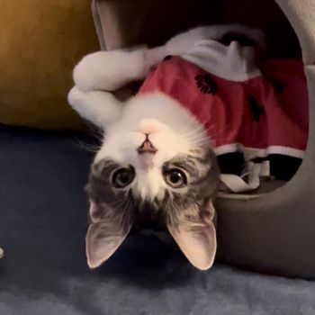 taquito