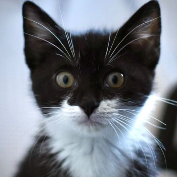 akira_thestraycat
