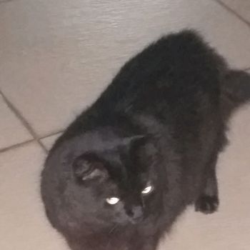 senninha