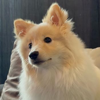 pablito
