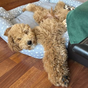 lifeofbrowniethedoodle