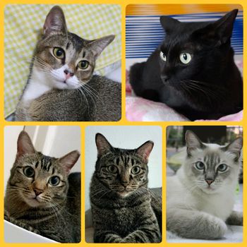 elevencats