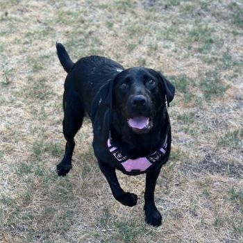 blacklabbean