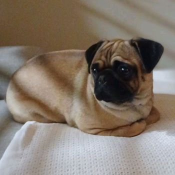 charliedapug