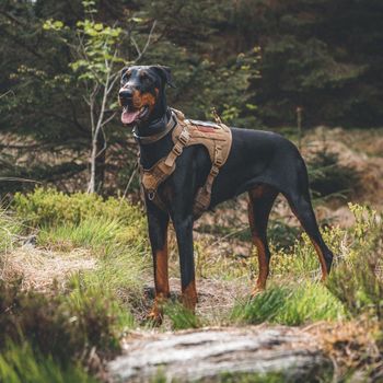 zendobe