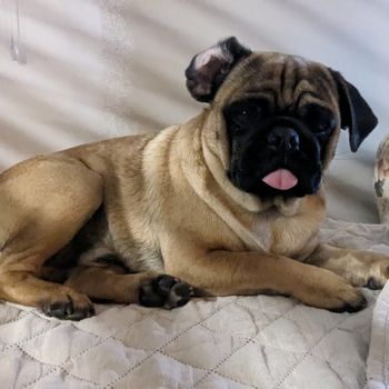 harrydapug