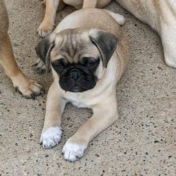 georgedapug