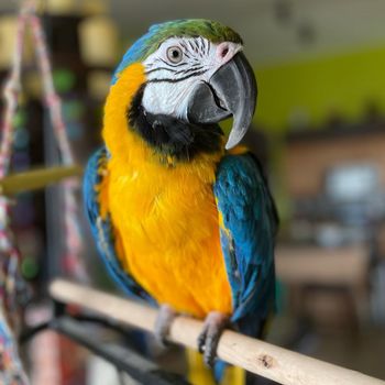 vandal.macaw