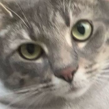 kenmathetomcat