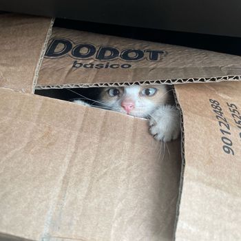 mia_