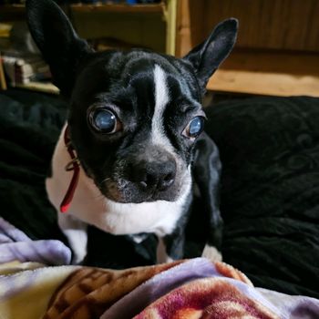 lokidogofmischief