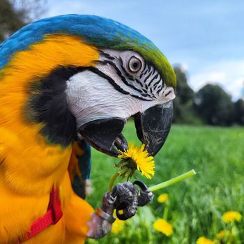 ori