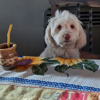 greta