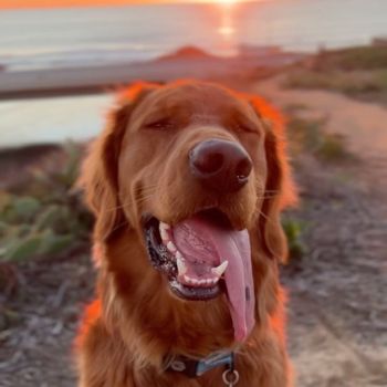 mambothegolden
