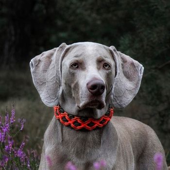 weimaraner_ace