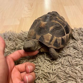 morty_the_turtle