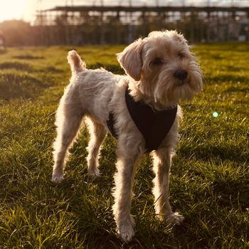 chloe_the_schnoodle