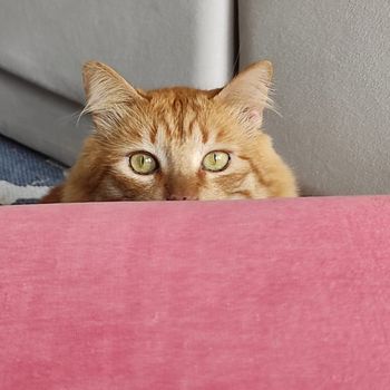 gustavothegarfield
