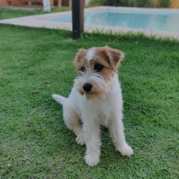chico