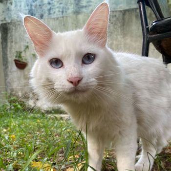 chiquinho
