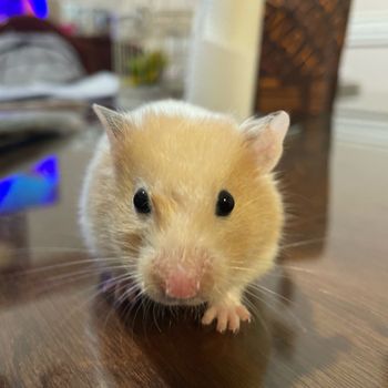 perla